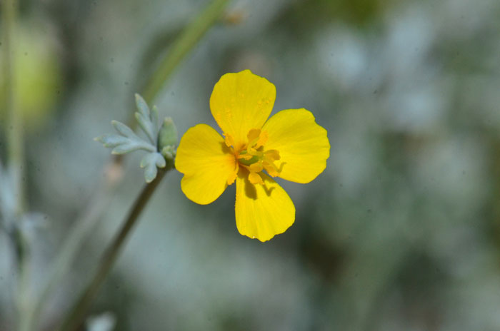 Eschscholzia minutiflora, Pygmy Poppy